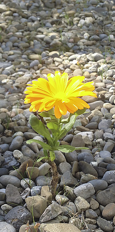 blume
